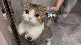 有的小猫咪居然自愿想洗澡