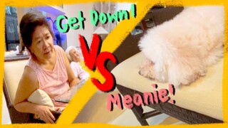 NAUGHTY DOG WON'T LISTEN TO GRANDMA| The Poodle Mom