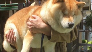 【柴犬】狗狗打针合集，我柴哥总能让人猜不到结局！！