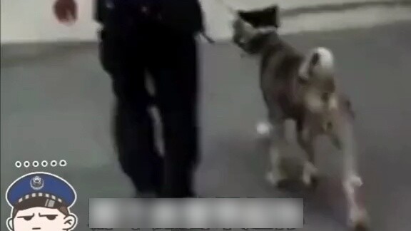 “หมาตำรวจ” หลงทาง ตำรวจบ่นเรื่องกำลัง จนต้องเดิน 4 กิโล อายไหม? ถ้าเป็นสุนัขตำรวจจริงๆ ทำไมจะไม่กล้า