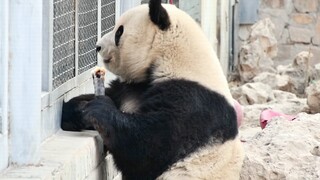 【大熊猫萌兰】特意叼着根笋对着小表弟吃，超显摆的^_^