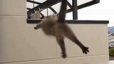 [Động vật][Tổng hợp]Mèo nhảy trượt ngã sấp mặt...