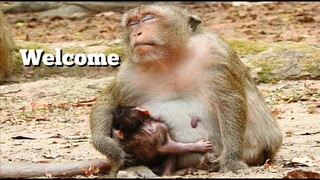 Welcome New Baby Monkey Just​ ​Born Today, Amber Group Monkey Get One More New​ Member Baby