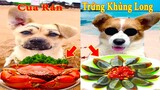 Thú Cưng TV | Bông ham ăn Bí Ngô Cute #57 | Chó thông minh vui nhộn | Pets cute smart dog