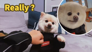 Bị lừa mua chó Pomeranian lai, không ngờ lại là một con chó thần tiên!