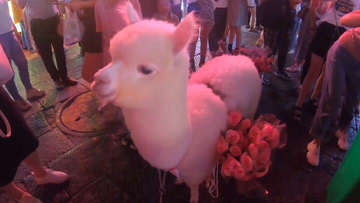 With my alpaca, I sell roses