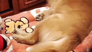 Golden Retriever: Saya tidak bisa menahan tawa ketika saya berpikir bahwa saya bisa berpura-pura ber