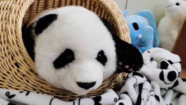 Secretly took home a baby panda. How do I raise it? I'm online now. Help!