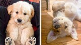🥰 Adorable Golden Make You Happy Every Day 🐶! | Cute Puppies