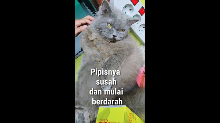Bingung kalo kucing susah pipis, apalagi sampai berdarah #shorts