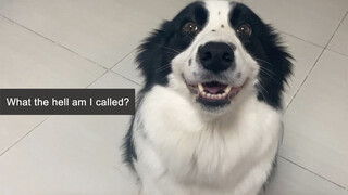 [Hewan]Apa Reaksi Husky & Border Collie Saat Namanya Salah Dipanggil?