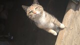 Chú mèo dễ thương nhất trên Bilibili! Tiếng kêu cũng ngọt nữa!