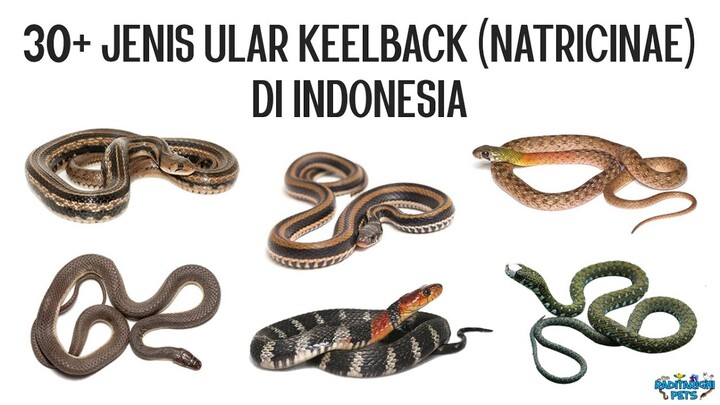 30+ Jenis Ular Keelback / Natricinae (Ular Picung, Ular Lare Angon, Water Tiger, dll) di Indonesia
