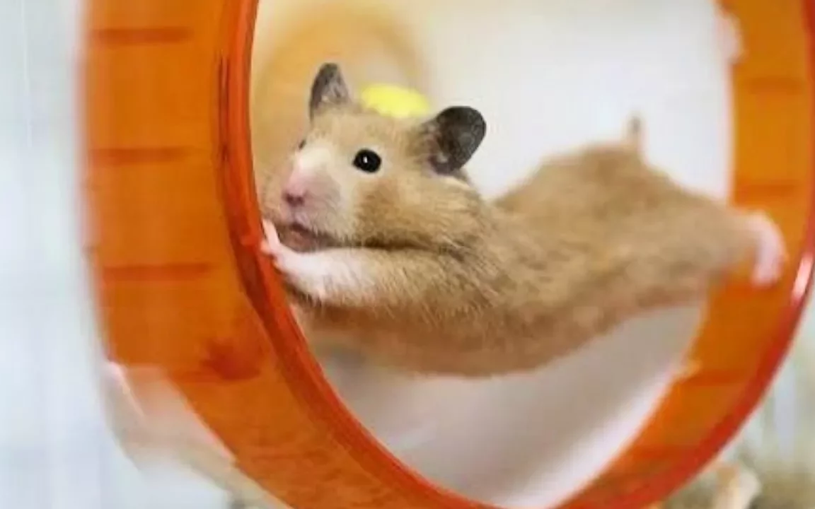 10 melhors vídeos de hamster engraçados no