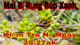 mai vàng bị rụng Búp xanh ( Nụ ) - nụ mai vàng ngày 27al như thế nào