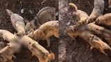 นักท่องเที่ยวสาวซินเจียง ถือเท็ดดี้ดูหมาป่า สุนัขตกลงไปในฝูงหมาป่า ถูกกัดจนตาย ที่เกิดเหตุน่าตกใจ
