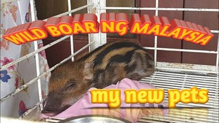 WILD BOAR (My new Pets)