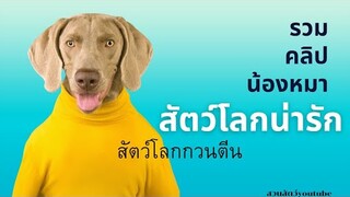 รวมคลิปวีดีโอ น้องหมาฮาๆสัตว์โลกกวนตีน