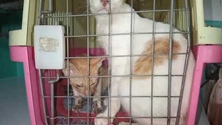 Bringing Sick Kittens In Vet