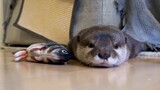 [Animals] When The Otter Felt The Floor Heating System