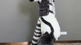 ถวายพระเจ้า! - - Furry dance ITZY-Wannabe [ซิลเวอร์ คาร์บอน [Fursuit Dance]