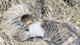 [Animals]Lovely moments between mother cat and its big baby