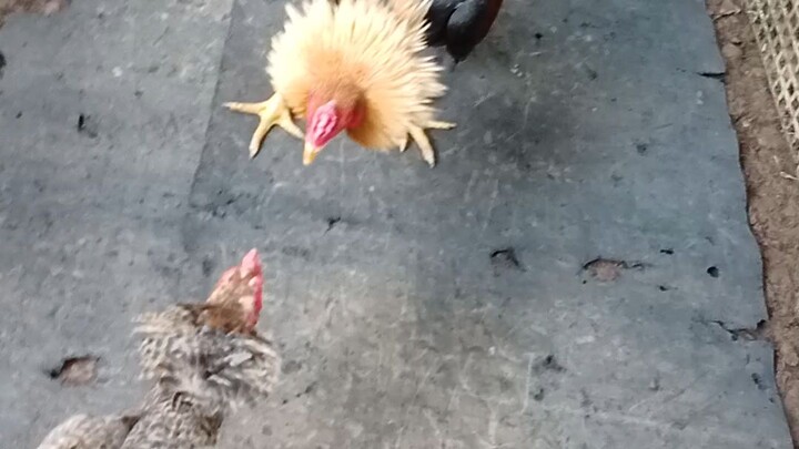 pumpkin vs bulik binabae