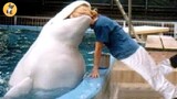 Funny Animals Reaction - Try Not To Laugh Shark With Baby