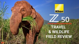 Nikon Z50 Honest Field Review // Travel & Wildlife Photography