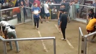 3 stag derby