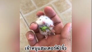 เพื่อนตัวน้อย สัตว์เลี้ยงแสนซน : เจ้าหนูแฮมสเตอร์สุดน่ารัก