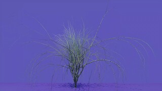 Greenscreen a dried up tree 4K