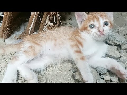 Si Oyen Kecil Bersedih Habis Dimarahi Ibunya