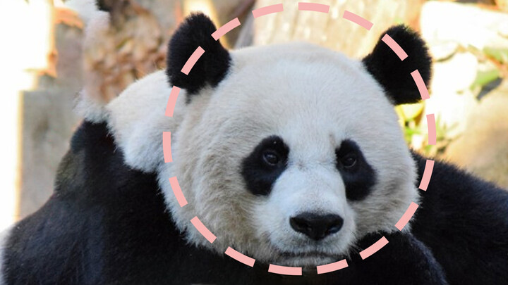 【Panda】Save panda Mei Xiang who is travelling in America!  She just wants to come home