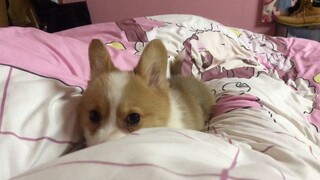 Corgi: Lần đầu tiên nằm trên giường