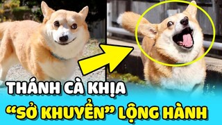 💥 Chú chó bị BỐC PHỐT biệt danh SỞ KHUYỂN vì dám trêu chọc cô gái hàng xóm | TIN GIẢI TRÍ