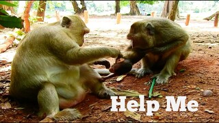 HELP ME!!, POOR BABY MONKEY ALWAYS MISTREAT BY BIG BERTHA AND HER MUM BRINN, BABY MONKEY CRY HUNGRY