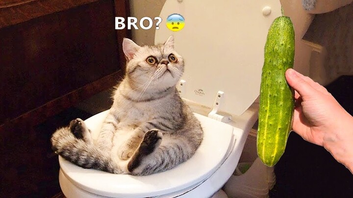 Funniest Animals 🐱‍👓 - Funny animal videos can't help but laugh 2021 😁|  MEOW - Bilibili