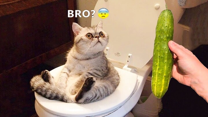 Funniest Animals π±βπ - Funny animal videos can't help but laugh 2021 π| MEOW - Bilibili Funniest Animals π±βπ - Funny animal videos can't help but laugh 2021 π| MEOW - Bilibili