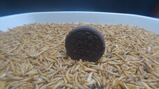 10,000 MEALWORMS vs OREO