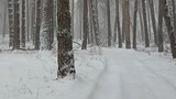 在俄罗斯村庄的冬季森林散步 🙂🇷🇺🌲🌳🌲