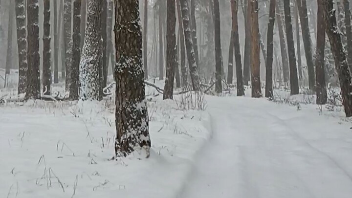 在俄罗斯村庄的冬季森林散步 🙂🇷🇺🌲🌳🌲