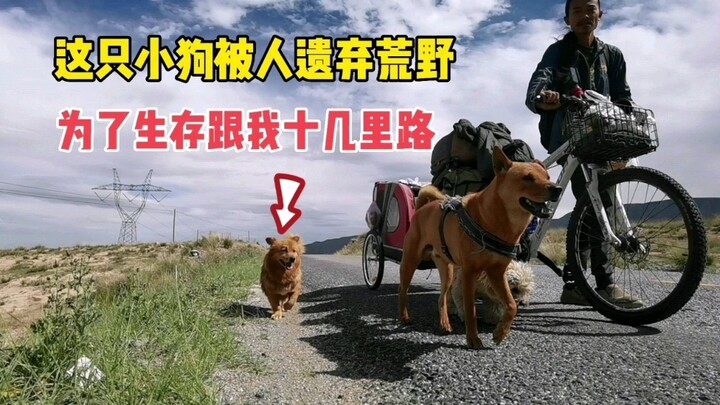 一只被遗弃荒野的小狗，跟我跑了十几里路，我决定救助它