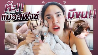 OMG!! ความลับของ"กระดูก" แมวสฟิงซ์ มีขนจริงไหม!? | Nisamanee.Nutt