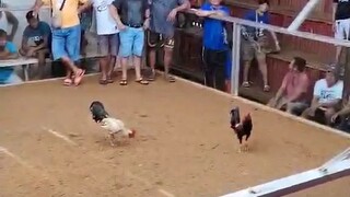 Raptor W vs kanawayon @siargao #remilvlog