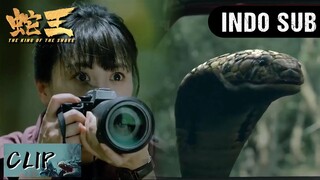 CLIP | Saat syuting malah bertemu dengan ular python | The King of Snake【INDO SUB】