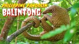 PHILIPPINE PANGOLIN | BALINTONG | Tenrou21