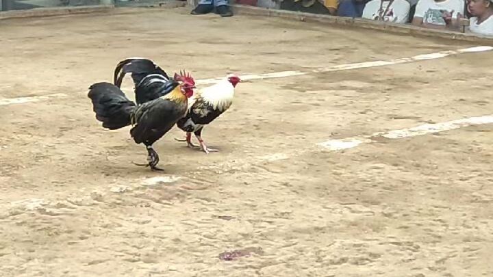 hennie bantam 2hits timbangan bantam #teammagalang