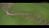 Hewan|Kelompok Domba di Padang Rumput
