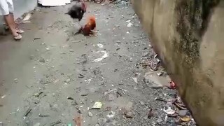 ganda ng ganti kahit nauhan.. patay na daw sabi ng kalaban 😂🏆🐓 (manok ng tropa)